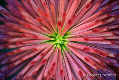 Red Flower_23995.jpg - Photographed in Delaware, Ohio, USA.